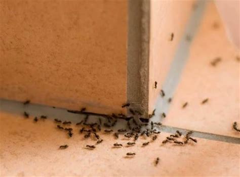家裡很多小螞蟻 痣作人